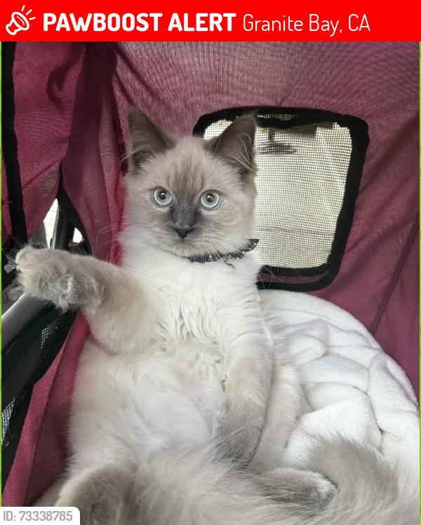 Lost Male Cat last seen Auburn Folsom, Granite Bay, CA 95746
