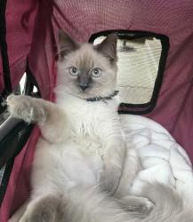 Lost Male Cat last seen Auburn Folsom, Granite Bay, CA 95746