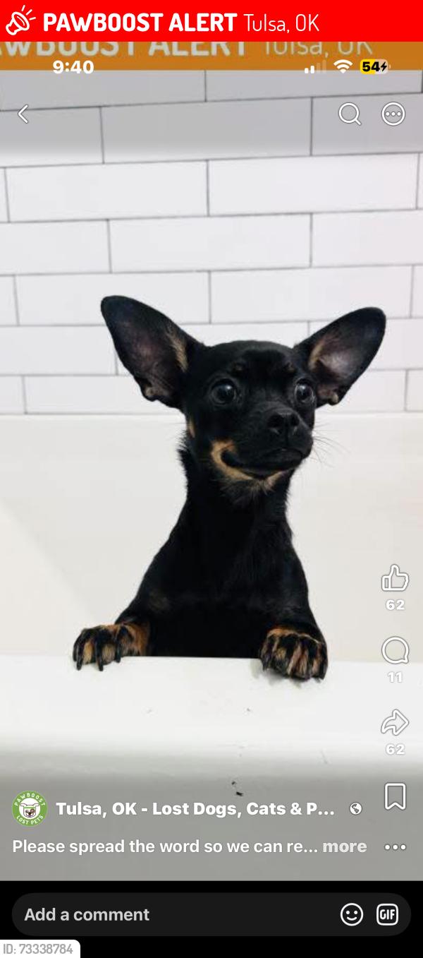Lost Female Dog last seen 5th ct Lakewood, Tulsa, OK 74120