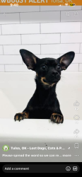 Lost Female Dog last seen 5th ct Lakewood, Tulsa, OK 74120