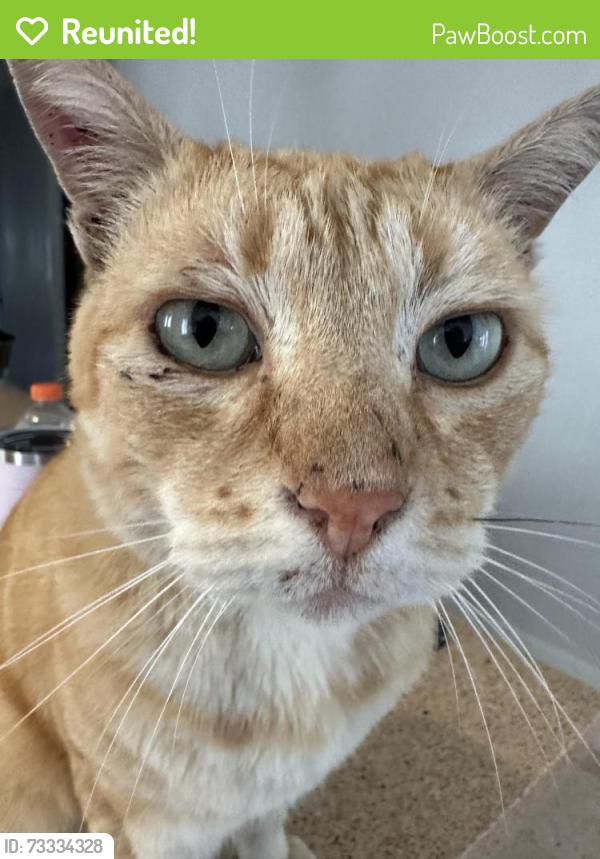 Reunited Male Cat last seen Colorado and 4th St Long Beach, Ca, Long Beach, CA 90831