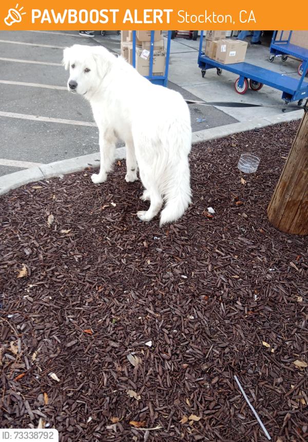 Found/Stray Male Dog last seen Harding and Lincoln, Stockton, CA 95204