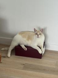 Reunited Male Cat last seen Arch creek dr & Ortega lane, North Miami, FL 33181