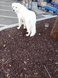 Found/Stray Male Dog last seen Harding and Lincoln, Stockton, CA 95204