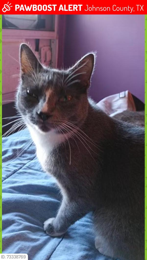 Lost Female Cat last seen Lives in Ranch Oaks Trailer Park, Johnson County, TX 76059