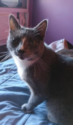 Lost Female Cat last seen Lives in Ranch Oaks Trailer Park, Johnson County, TX 76059