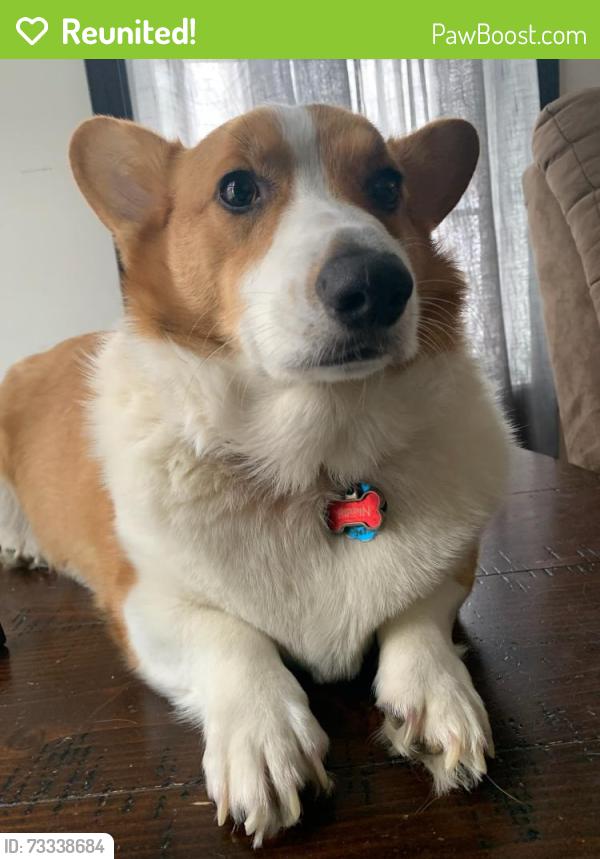 Reunited Male Dog last seen Corner of lake pleasant and copper drive, Erie, PA 16509