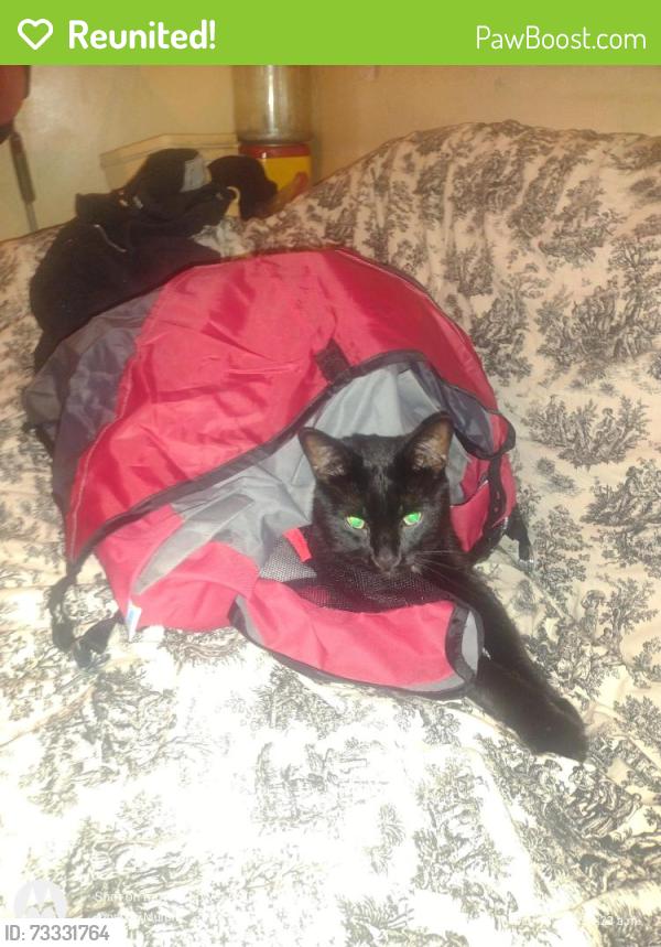 Reunited Male Cat last seen Dundas and Ossington, Toronto, ON M6J 2Y7