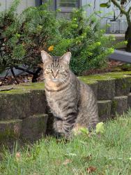 Found/Stray Unknown Cat last seen Colfax & Harlowshire, Farmington Hills, MI 48335