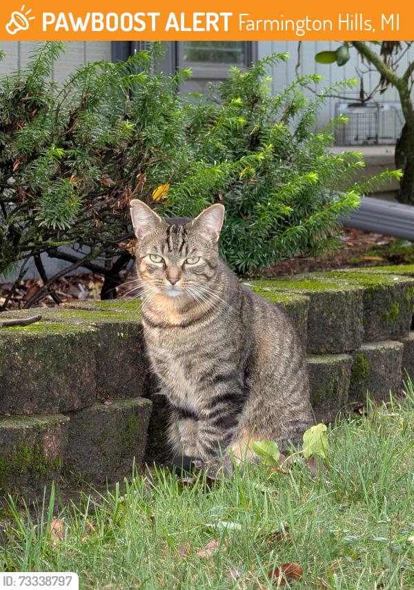 Found/Stray Unknown Cat last seen Colfax & Harlowshire, Farmington Hills, MI 48335