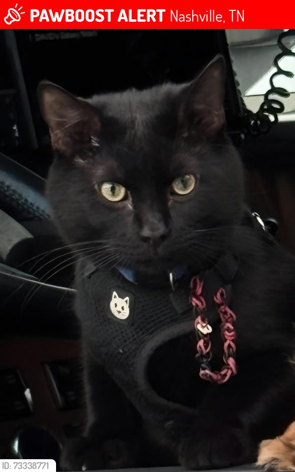 Lost Male Cat last seen Love's Travel Center 130 W Trinity Ln, Nashville, TN 37207, Nashville, TN 37207