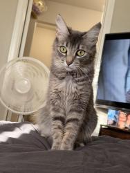 Lost Female Cat last seen Aurora colorado, Aurora, CO 80011