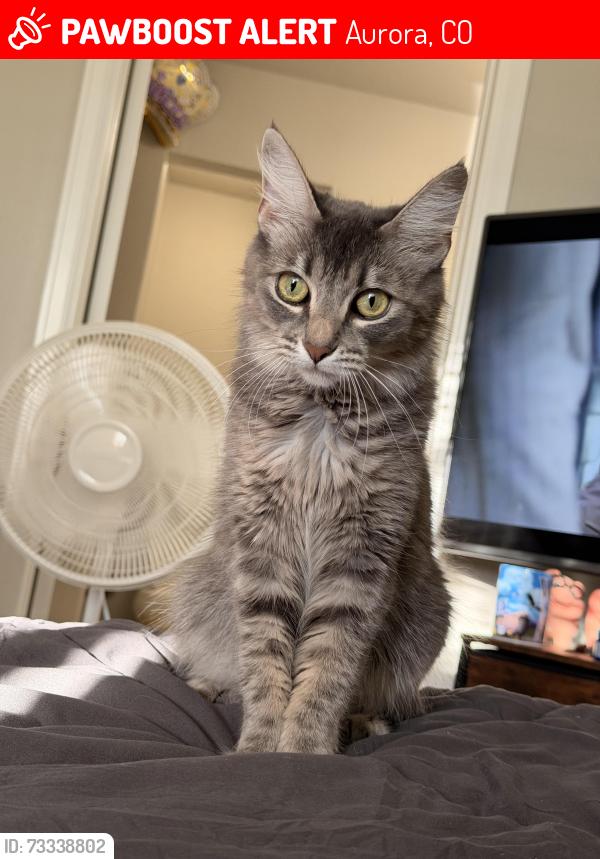 Lost Female Cat last seen Aurora colorado, Aurora, CO 80011