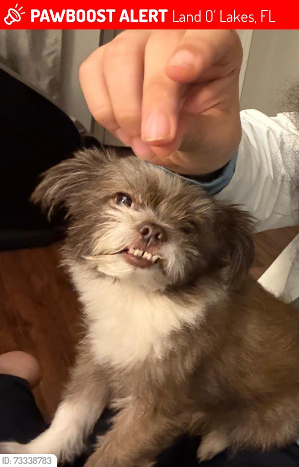 Lost Male Dog last seen Near Red Rock Dr, Land O' Lakes, FL 34639, Land O' Lakes, FL 34639