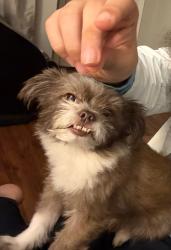 Lost Male Dog last seen Near Red Rock Dr, Land O' Lakes, FL 34639, Land O' Lakes, FL 34639