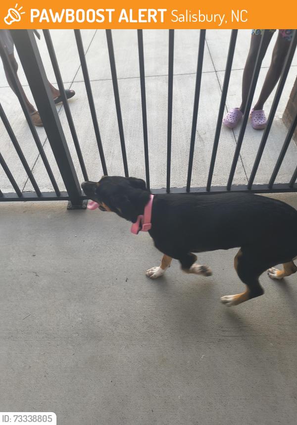 Found/Stray Female Dog last seen Rowan woodland, Salisbury, NC 28144