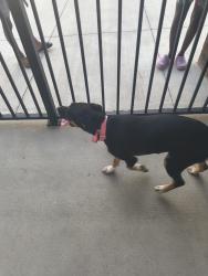 Found/Stray Female Dog last seen Rowan woodland, Salisbury, NC 28144