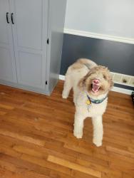 Reunited Male Dog last seen Greystone Lane, Douglasville, GA 30134