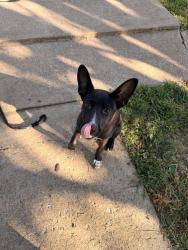 Found/Stray Female Dog last seen Found on Railroad St, Train Tracks, Greeneville, TN 37743