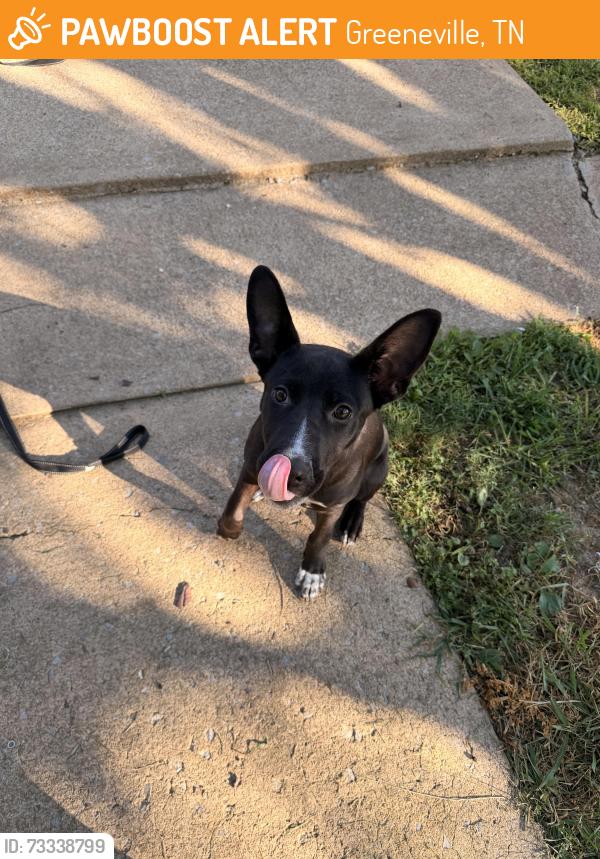Found/Stray Female Dog last seen Found on Railroad St, Train Tracks, Greeneville, TN 37743