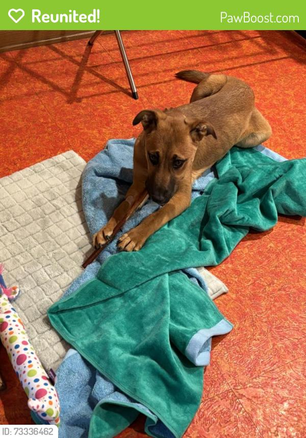 Reunited Female Dog last seen S Colonial Dr., Cleburne, TX 76031