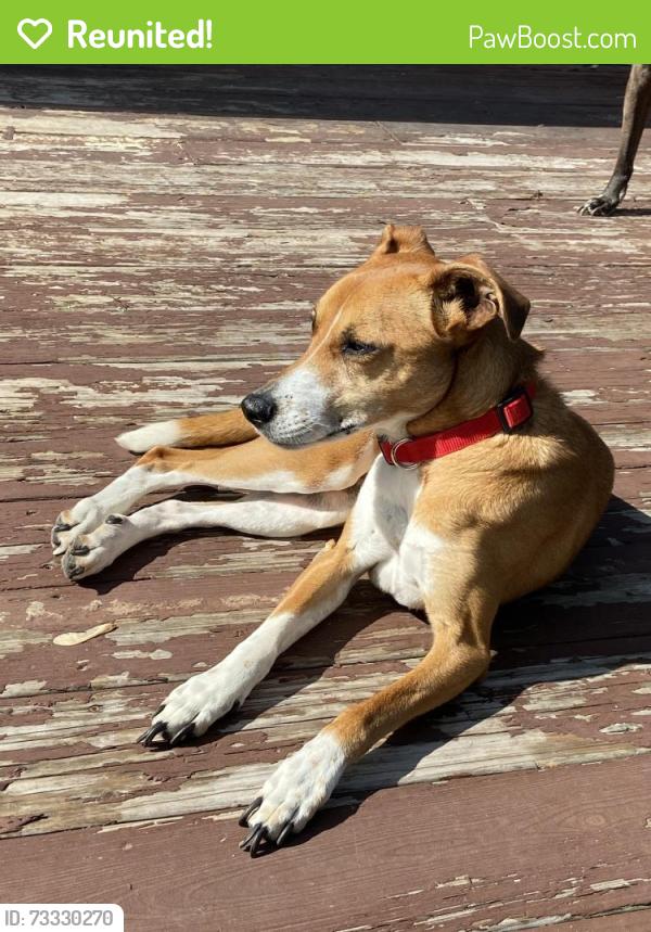 Reunited Female Dog last seen Pedretti near my alverno, Delhi Township, OH 45238