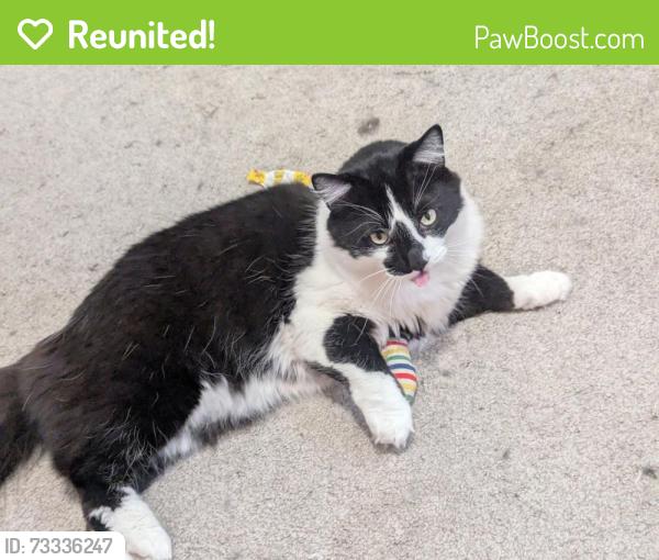 Reunited Male Cat last seen Near Arruza St, San Diego, CA 92154, USA, San Diego, CA 92154