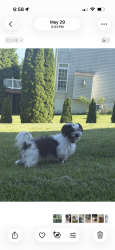 Lost Male Dog last seen Valley view neighborhood near countryside drive and mine road, Kinzers, PA 17535