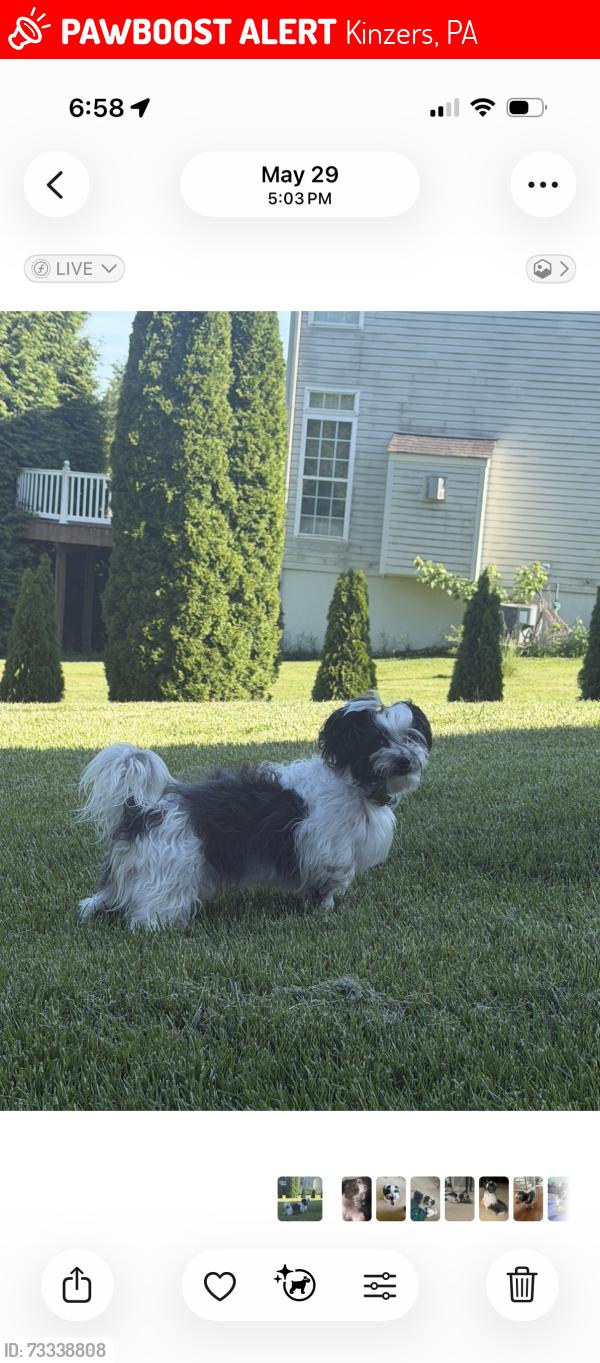 Lost Male Dog last seen Valley view neighborhood near countryside drive and mine road, Kinzers, PA 17535