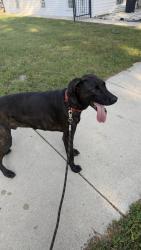 Found/Stray Male Dog last seen Bell Avenue and Marquette, Chicago, IL 60636