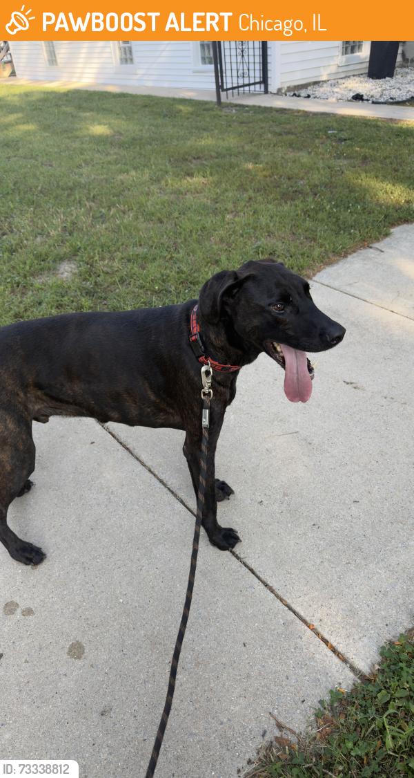 Found/Stray Male Dog last seen Bell Avenue and Marquette, Chicago, IL 60636