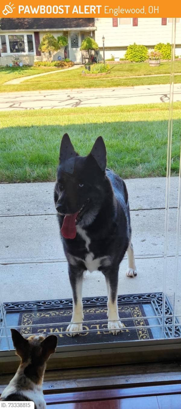 Found/Stray Unknown Dog last seen Skylark Drive, Englewood, OH 45322