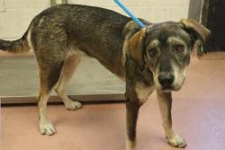 Shelter Stray Female Dog last seen Near BLOCK OLD BLUFF RD, 127 Humane Ln, Columbia, SC 29201, USA