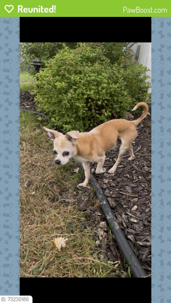 Reunited Male Dog last seen Drexler & Saslon Park Dr, Galeville, NY 13088
