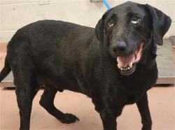Shelter Stray Male Dog last seen Near BLOCK QUAIL HILLS DR, 127 Humane Ln, Columbia, SC 29201, USA