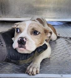 Shelter Stray Female Dog last seen Near BLOCK ANDOVER ST, DETROIT, MI 48203, 7401 Chrysler Dr, Detroit, MI 48211, USA