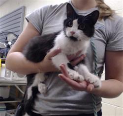 Shelter Stray Female Cat last seen Near BLOCK S PLATTE RIVER DR ENGLEWOOD CO 80110, 1241 W Bayaud Ave, Denver, CO 80223, USA