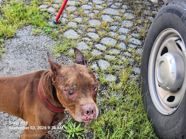 Shelter Stray Male Dog last seen Near BLOCK VAN DYKE ST, DETROIT, MI 48234, 7401 Chrysler Dr, Detroit, MI 48211, USA