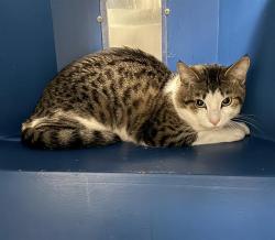Shelter Stray Male Cat last seen DORCHESTER, 350 S Huntington Ave, Jamaica Plain, MA 02130, USA