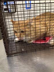 Shelter Stray Male Cat last seen NIGHTHAWK BLVD AND CRANE DR, 12155 Park Blvd, Brighton, CO 80601, USA