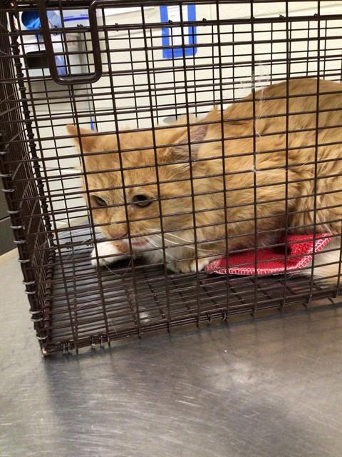 Shelter Stray Male Cat last seen NIGHTHAWK BLVD AND CRANE DR, 12155 Park Blvd, Brighton, CO 80601, USA