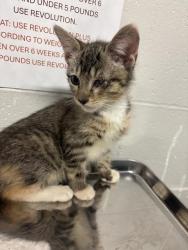 Shelter Stray Female Cat last seen NORTHWINDS ESTATES DR/ W FLORISSANT AVE, 63136, 10521 Baur Blvd, Olivette, MO 63132, USA