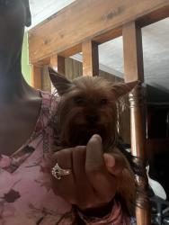 Reunited Female Dog last seen Moss st, Lafayette, LA 70501
