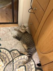 Lost Male Cat last seen Baldwin Ave/Ramona/Santa Ana Canyon, Orange, CA 92865