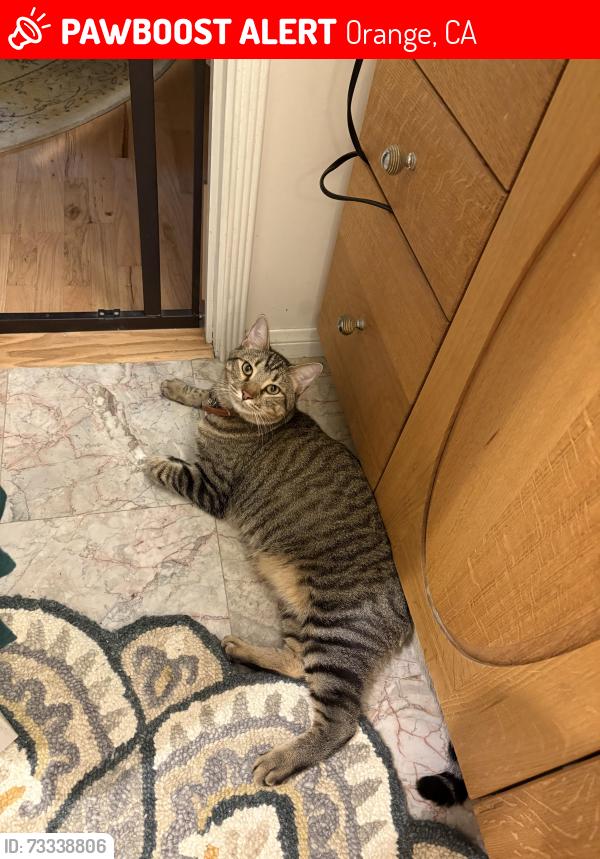 Lost Male Cat last seen Baldwin Ave/Ramona/Santa Ana Canyon, Orange, CA 92865