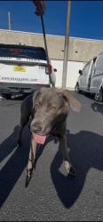 Shelter Stray Male Dog last seen Near BLOCK E 4TH AVE, 3599 NW 79th Ave, Doral, FL 33122, USA