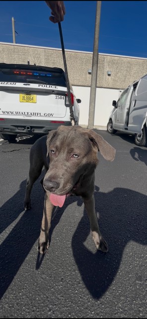 Shelter Stray Male Dog last seen Near BLOCK E 4TH AVE, 3599 NW 79th Ave, Doral, FL 33122, USA