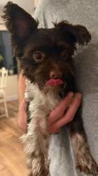 Lost Male Dog last seen Vonn road, Largo, FL 33774