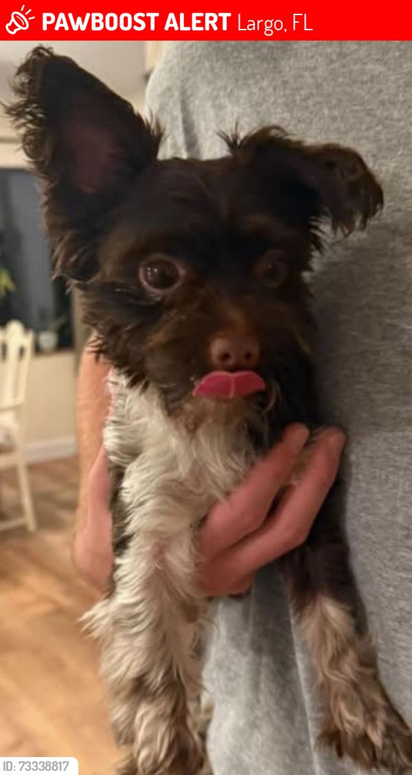 Lost Male Dog last seen Vonn road, Largo, FL 33774