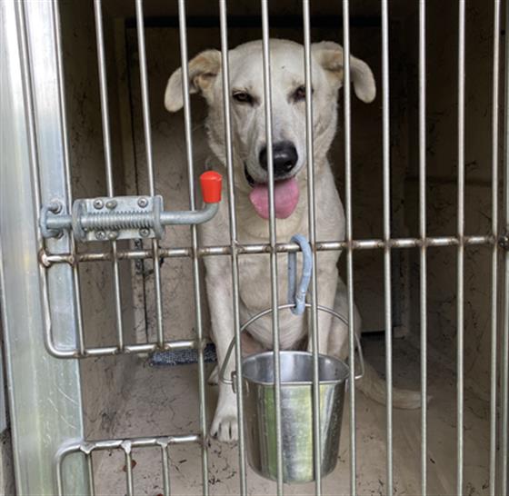 Shelter Stray Male Dog last seen Near, 2600 S Harding St, Indianapolis, IN 46221, USA